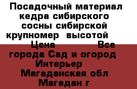 Посадочный материал кедра сибирского (сосны сибирской) крупномер, высотой 3-3.5  › Цена ­ 19 800 - Все города Сад и огород » Интерьер   . Магаданская обл.,Магадан г.